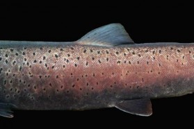 Danube Salmon (Hucho hucho). It is likely that the center of the remaining population of this species – which was once wide-spread across the Danube basin  – is concentrated in only a few rivers of the Danube river basin which are now threatened by dam construction